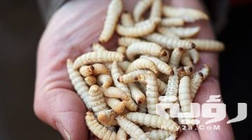 حلمت اني يخرج من جسمي دود