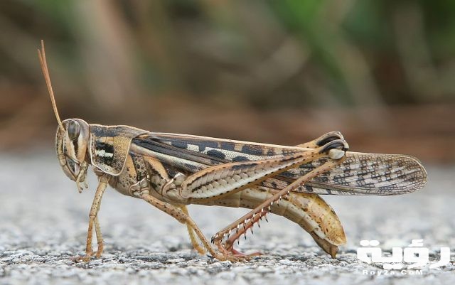 1200px American Bird Grasshopper