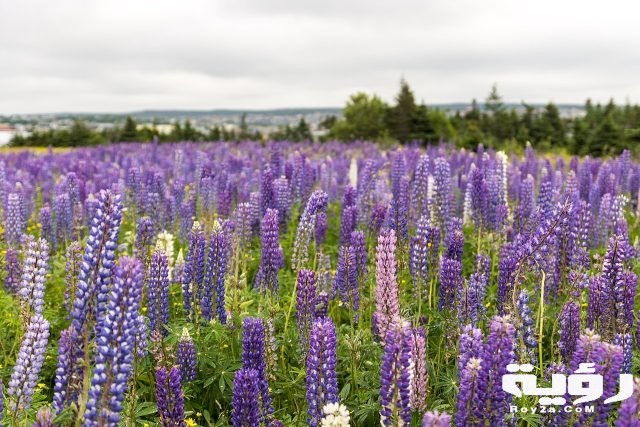 1280px Lupinus field St. Johns Newfoundland