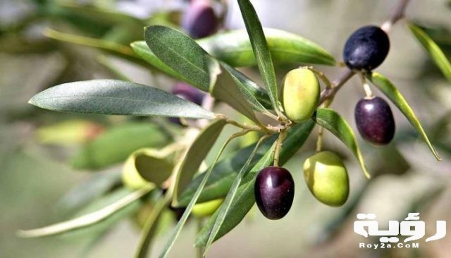 78 160733 syrian olives bloom land iraqi kurdistan 700x400