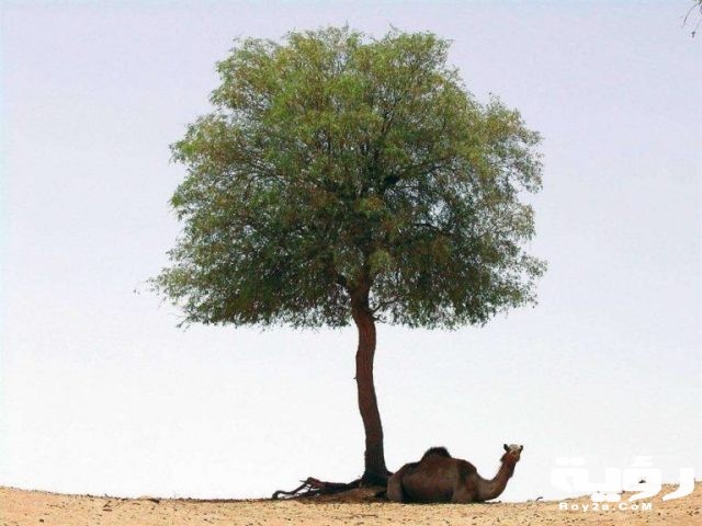 AlA3dadAlSabika bdaa4aa6 d78c 4e20 8a2c 69e11c27894fkitab Al GHAF shajar kusban2