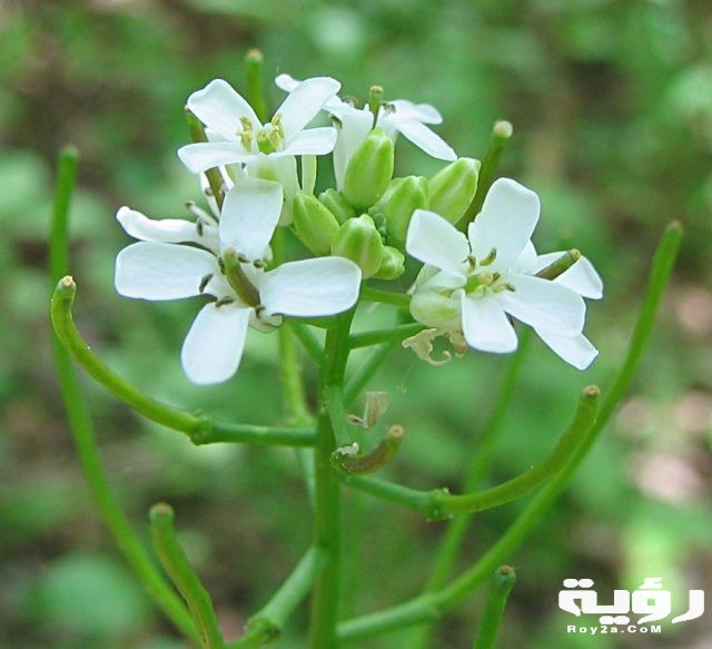 Alliaria petiolata garlic mustard desc flowers buds seedpods
