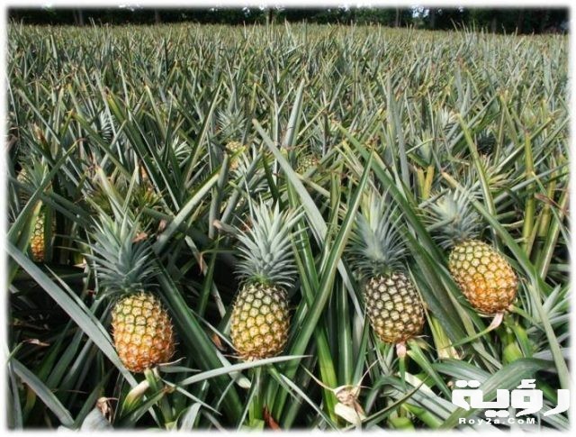 Pineapple Farming