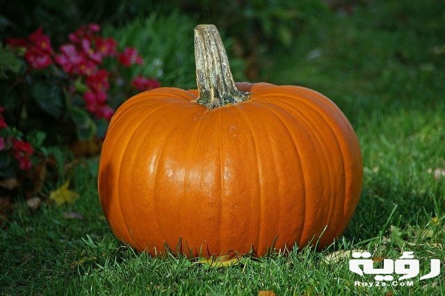 Pumpkin