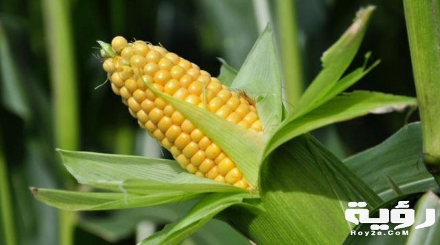 corn 28112016 006