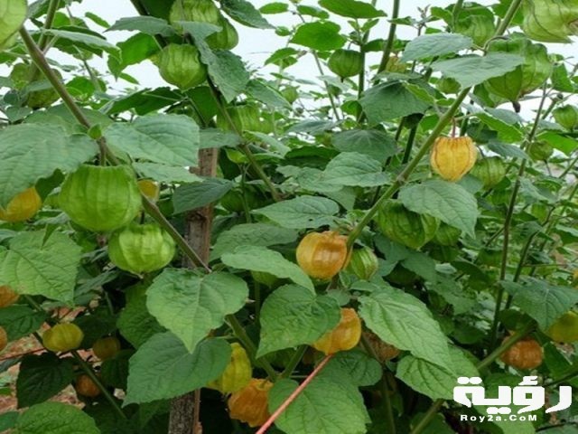 elissarnews Physallis