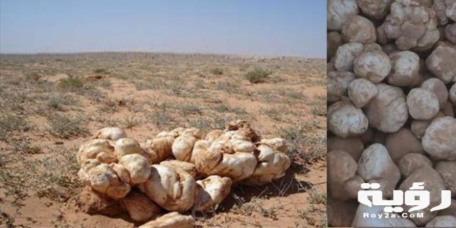 فطر الترفاس