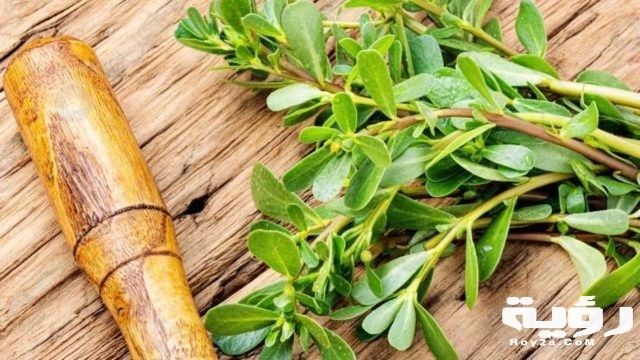 نبات الرجلة البقلة 2 1280x720 1