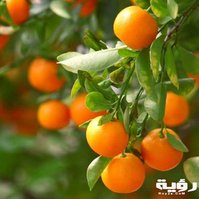 يوسف افندي يوسفي3