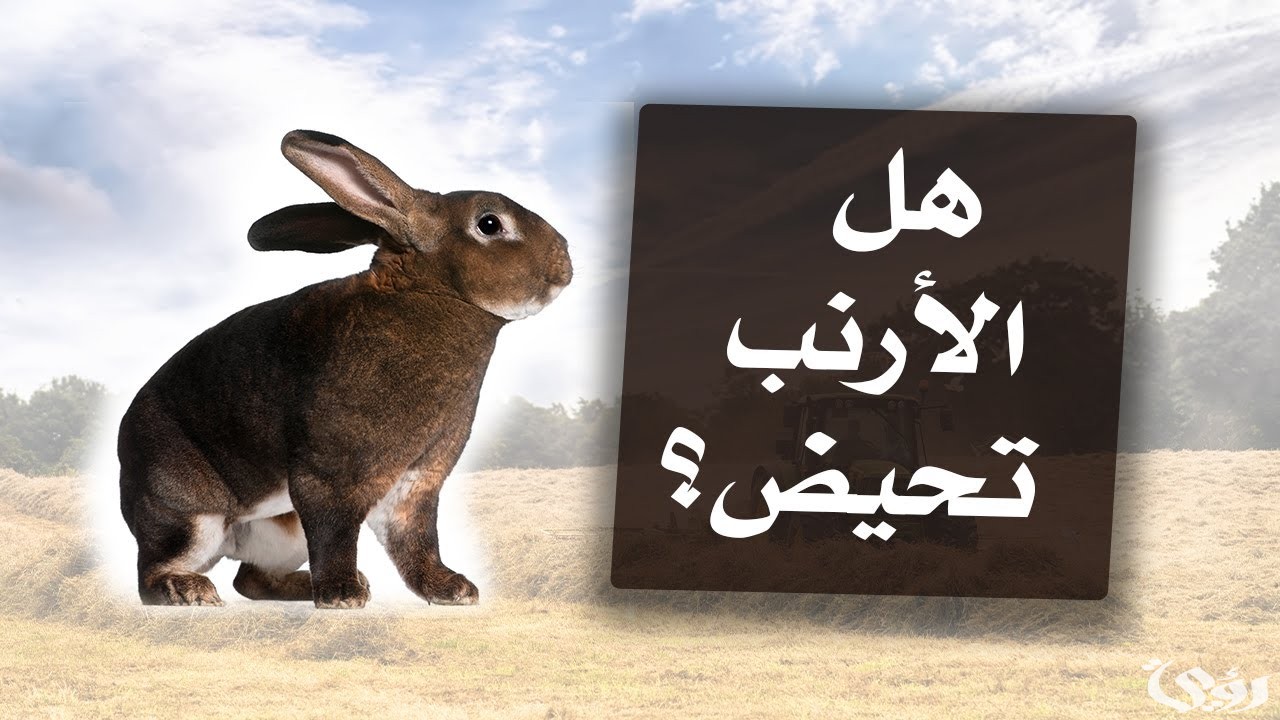 هل الارانب والقرود تجيهم الدوره 5 هل الارانب والقرود تجيهم الدوره