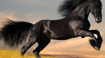 أشهر 11 تفسير رؤية الحصان الأسود في المنام
