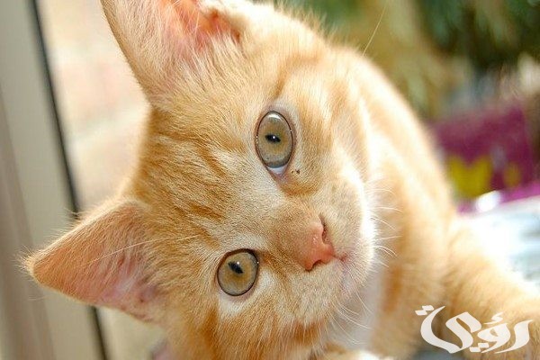 هل رؤية القطة في المنام خير أو شر 5 هل رؤية القطة في المنام خير أو شر