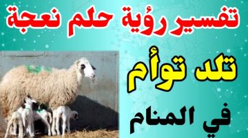 أشهر 7 تفسيرات رؤية ولادة النعجة في المنام