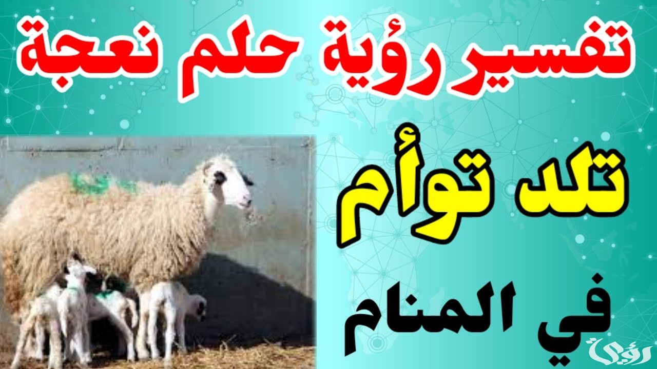 أشهر 7 تفسيرات رؤية ولادة النعجة في المنام