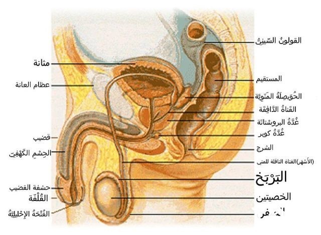 بحث عن الجهاز التناسلي