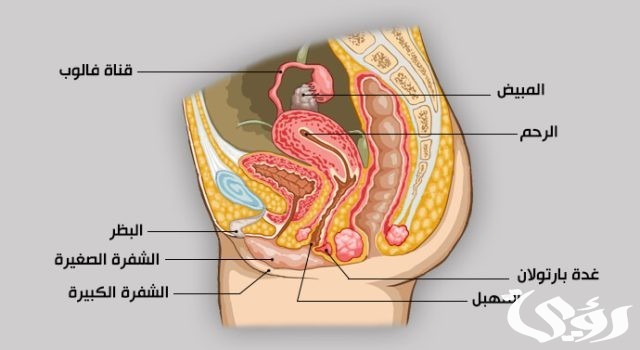 بحث عن الجهاز التناسلي