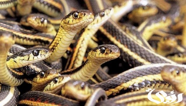 تفسير حلم الثعابين في المنام للمتزوجة
