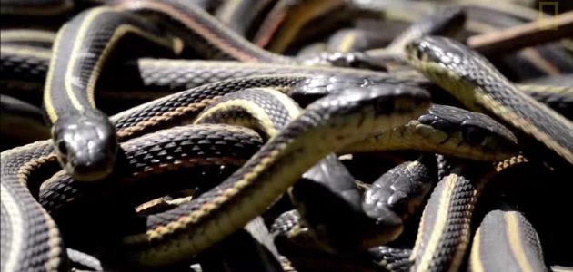 ما تفسير حلم رؤية الثعابين في المنام للمتزوجة 1 تفسير حلم الثعابين في المنام للمتزوجة