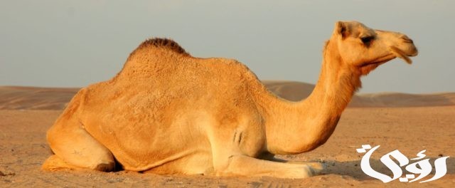 تفسير حلم ركوب الجمل للعزباء