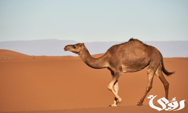 تفسير حلم ركوب الجمل للعزباء