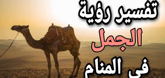 ما تفسير حلم رؤية ركوب الجمل للعزباء 1 تفسير حلم ركوب الجمل للعزباء