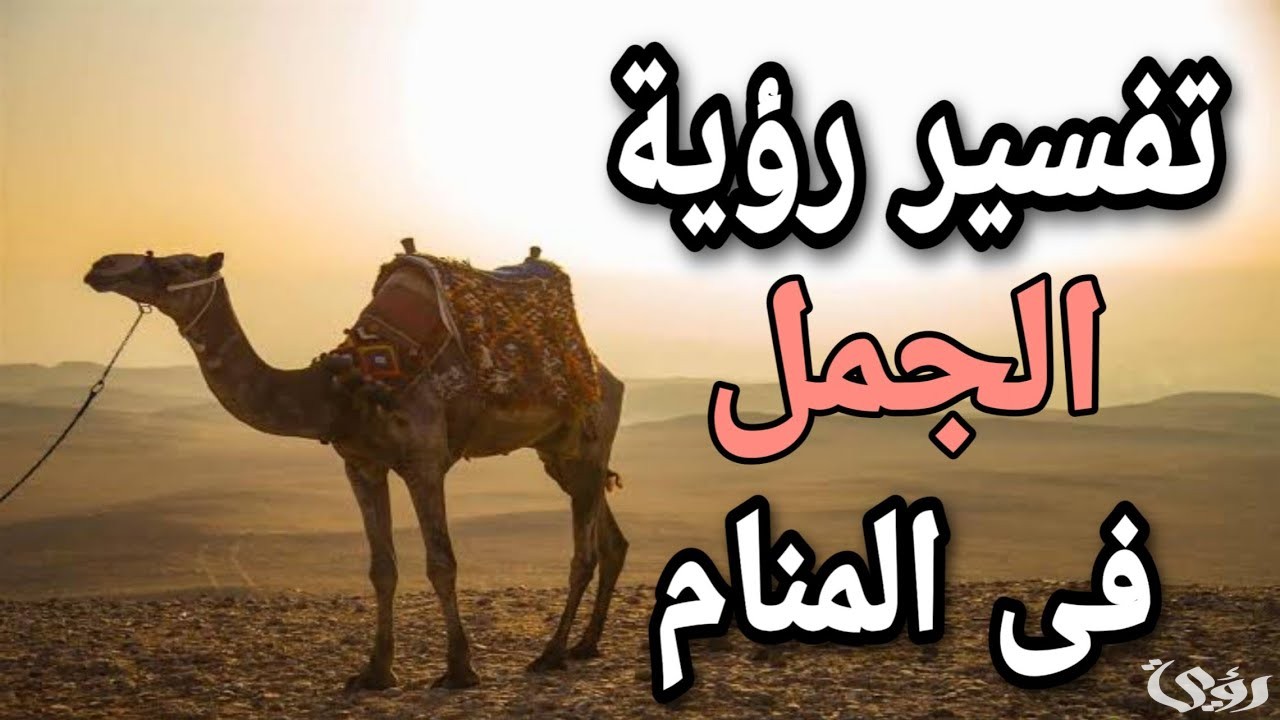 ما تفسير حلم رؤية ركوب الجمل للعزباء 5 ما تفسير حلم رؤية ركوب الجمل للعزباء