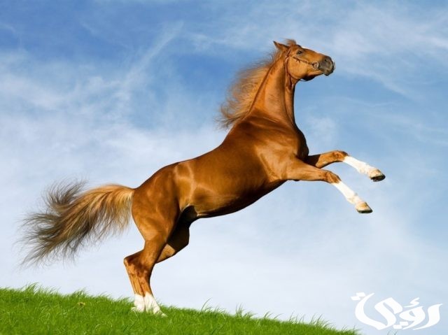 تفسير حلم ركوب الخيل البني