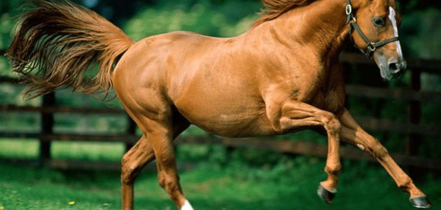 ما تفسير حلم رؤية ركوب الخيل البني في المنام 1 تفسير حلم ركوب الخيل البني