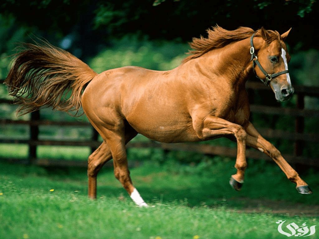 ما تفسير حلم رؤية ركوب الخيل البني في المنام
