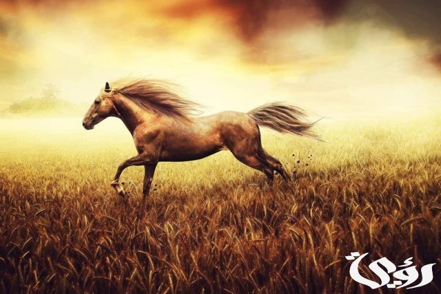 تفسير حلم ركوب الخيل البني