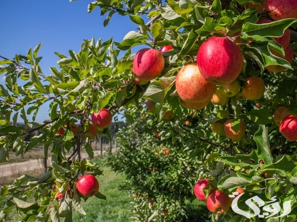 تفسير حلم إعطاء التفاح في المنام للعزباء