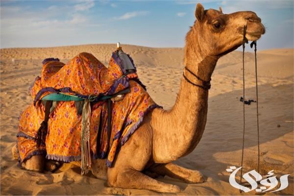بحث عن الجمل للأطفال