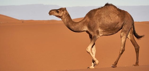 بحث عن الجمل للأطفال 1 بحث عن الجمل للأطفال