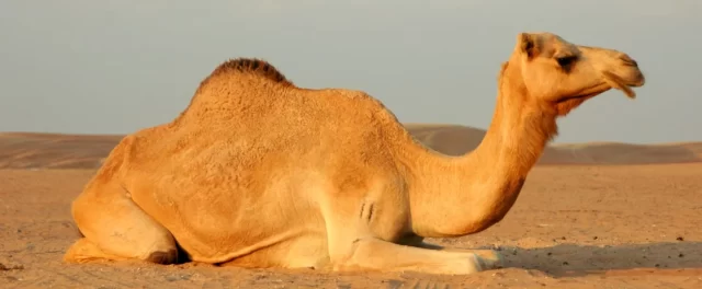بحث عن الجمل للأطفال