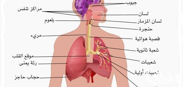 بحث عن الجهاز التنفسي