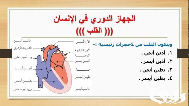 بحث عن الجهاز الدوري