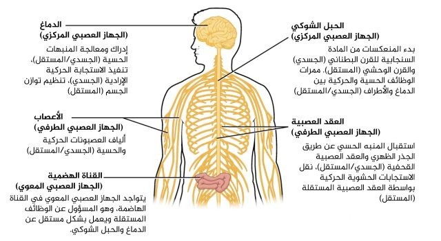 بحث عن الجهاز العصبي