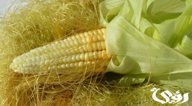 بحث عن الذرة الشامية
