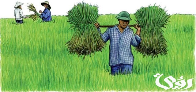 بحث عن الزراعة في مصر