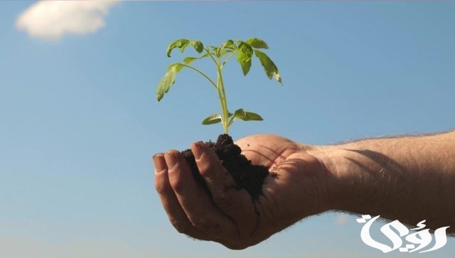 بحث عن الزراعة في مصر