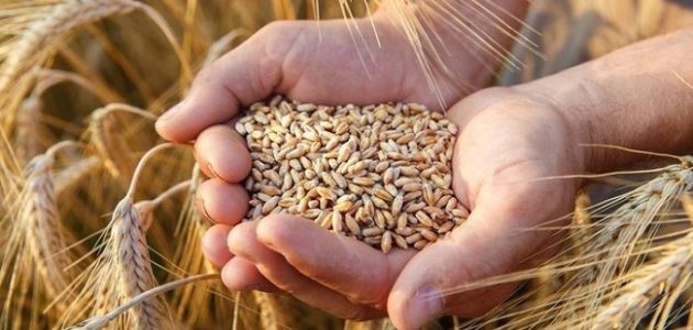 بحث عن القمح 1 بحث عن القمح