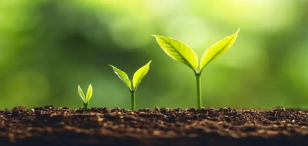 بحث عن النباتات مع مقدمة وخاتمة كامل 1 بحث عن النباتات