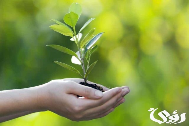 بحث عن النباتات