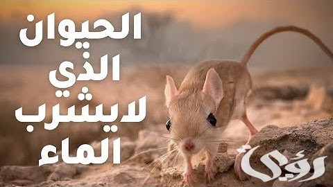 بحث عن اليربوع القافز