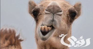 بحث عن حيوان الجمل