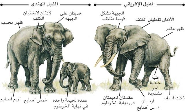 بحث عن حيوان الفيل