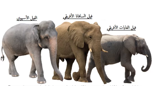 بحث عن حيوان الفيل