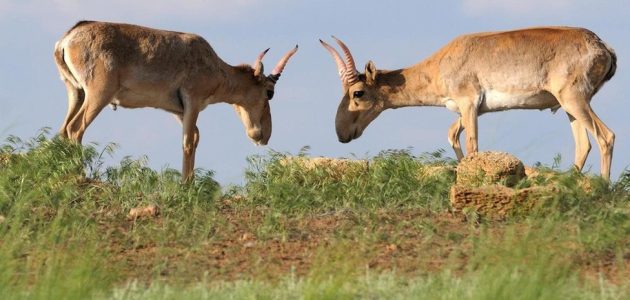 بحث عن حيوان غريب كامل بالعناصر 1 بحث عن حيوان غريب
