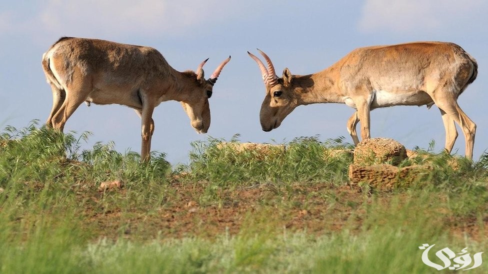 بحث عن حيوان غريب كامل بالعناصر