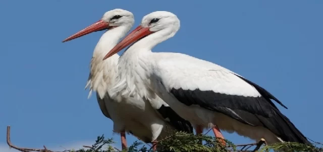 بحث عن طائر اللقلق